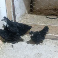 جوجه|حیوانات مزرعه|مشهد, آبادگران|دیوار