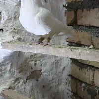 کبوتر سفید|پرنده|بیرانوند, |دیوار