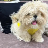 شیتزو|سگ|قزوین, |دیوار