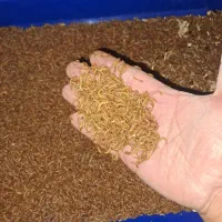 میلورم ریز و تجهیزات پرورش میلورم