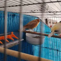 قناری|پرنده|برخوار, |دیوار