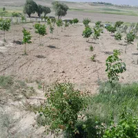 هرس درختان .تعویض خاک باغچه نصب حصار|خدمات باغبانی و درختکاری|اصفهان, بیدآباد|دیوار