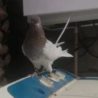 کفتر پرنده|پرنده|بم, |دیوار