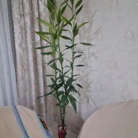 گیاه بامبو تایلندی