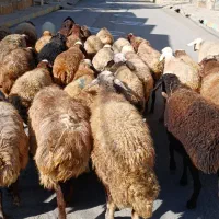 جوان ومالچه ۳۴راس میش یا گوسفند آبستن داشتی|حیوانات مزرعه|سنندج, |دیوار