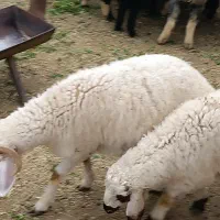 گوسفند رابر