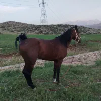 اسب نریون