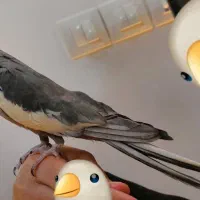 عروس هلندی|پرنده|قم, چهار مردان|دیوار