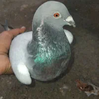 کبوتر‌مسافتی‌