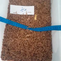 میلورم خشک و زنده با کیفیت