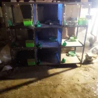 قفس در لوازم جانبی حیوانات|لوازم جانبی حیوانات|سبزوار, طبرسی (جعفرآباد)|دیوار