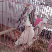 فروش فوری|پرنده|بهبهان, |دیوار