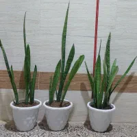 گل آپارتمانی سانسوریا