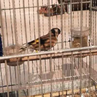 سهره نر خرم آباد|پرنده|فردیس, شهرک راه آهن|دیوار