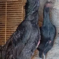 اوشامو آلمانی