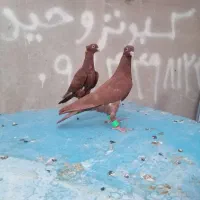 کفتر