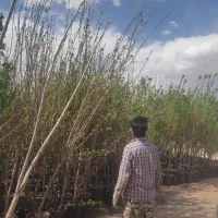 نهال و درخت در استان قم