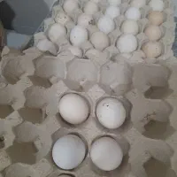 تخم مرغ نطفه دار از همه مدل،آبپخش
