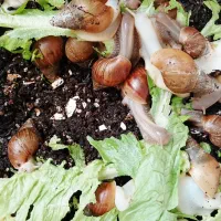 حلزون مولد|خزنده|مشهد, شاهد (شهرک غرب)|دیوار