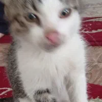 گربه
