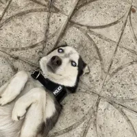 سگ هاسکی|سگ|سمیرم, |دیوار