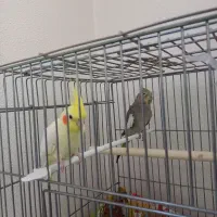 یک جفت عروس هلندی کاملا دستی