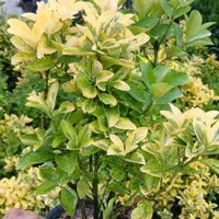 شمشاد طلایی وسبز