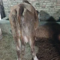 گاو گوشتی گوساله نر