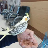 عروس هلندی معاوضه با قناری یا سهره یا گرینچیک|پرنده|چهارباغ, |دیوار