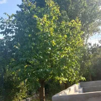 باغ در منطقه سیوان