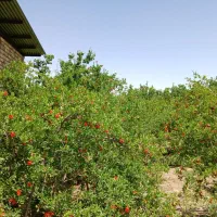 باغ 2000 متری|فروش زمین و ملک کلنگی|قم, شاد قلی|دیوار