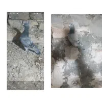 دو جفت آلمانی برای جوجه کشی|پرنده|چناران, |دیوار