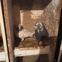 کبوتر نر|پرنده|سیلوانه, |دیوار