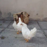 جوجه جاپنیز سفید پاک در انزلی|حیوانات مزرعه|رشت, کوی عرفان|دیوار