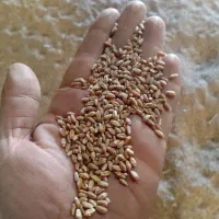 گندم کیلویی۲۷هزار|خدمات باغبانی و درختکاری|ماهیدشت, |دیوار