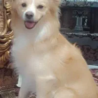 واگذاری سگ اشتپیز نر  توافقی