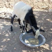 یک راس کهره نر