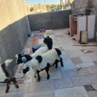 بز غاله نر|حیوانات مزرعه|سراوان, |دیوار