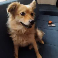 پامر روباهی تربیت شده