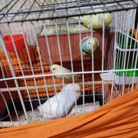 مرغ عشق نرو ماده با جوجه بزرگ شده و قفس کامل|پرنده|کرج, شهرک بنفشه|دیوار