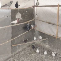 دمگیر|پرنده|فولادشهر, B2|دیوار