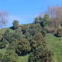 لنگرود-کومله-اطاقور-باغ-چای-13هزارمتری