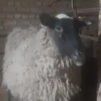 گوسفند چندقلوزای رومانف( فرانسوی ) گوسفند خارجی