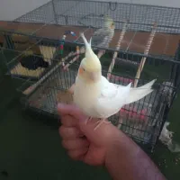 عروس هلندی