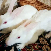 خرگوش