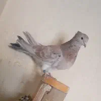 سرور نر و ماده