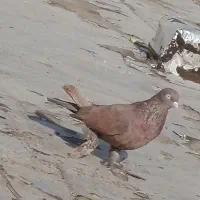 کبوتر