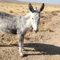 الاغ پیدا شده