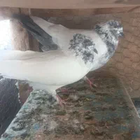 سه جفت کله دم سبز نر و ماده