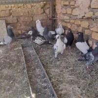 کفتر بیله